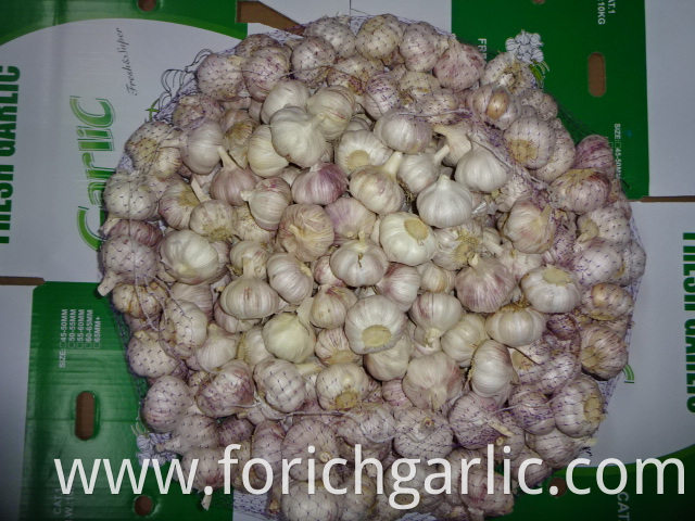 Fresh Garlic 5 5cm